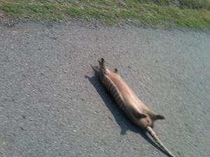 Armadillo on the Half-Shell